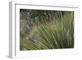 Narrow-Leaf Yucca in the Little Florida Mountains, New Mexico-null-Framed Photographic Print