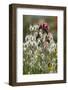 Narrow Leaved Bugloss (Echium Angustifolium) in Flower and Harestail Grass (Lagurus Ovatus) Greece-Lilja-Framed Photographic Print