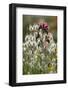 Narrow Leaved Bugloss (Echium Angustifolium) in Flower and Harestail Grass (Lagurus Ovatus) Greece-Lilja-Framed Photographic Print