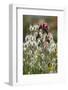 Narrow Leaved Bugloss (Echium Angustifolium) in Flower and Harestail Grass (Lagurus Ovatus) Greece-Lilja-Framed Photographic Print