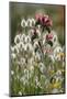 Narrow Leaved Bugloss (Echium Angustifolium) in Flower and Harestail Grass (Lagurus Ovatus) Greece-Lilja-Mounted Photographic Print