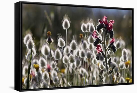 Narrow Leaved Buglossand Harestail Grass, Mochlos, Crete, Greece, April-Lilja-Framed Stretched Canvas