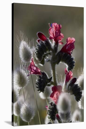 Narrow Leaved Buglossand Harestail Grass, Mochlos, Crete, Greece, April-Lilja-Stretched Canvas