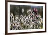 Narrow Leaved Buglossand Harestail Grass, Mochlos, Crete, Greece, April-Lilja-Framed Photographic Print