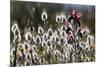 Narrow Leaved Buglossand Harestail Grass, Mochlos, Crete, Greece, April-Lilja-Mounted Photographic Print