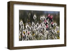 Narrow Leaved Buglossand Harestail Grass, Mochlos, Crete, Greece, April-Lilja-Framed Photographic Print