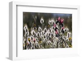 Narrow Leaved Buglossand Harestail Grass, Mochlos, Crete, Greece, April-Lilja-Framed Photographic Print