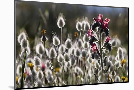 Narrow Leaved Buglossand Harestail Grass, Mochlos, Crete, Greece, April-Lilja-Mounted Photographic Print