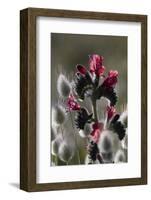 Narrow Leaved Buglossand Harestail Grass, Mochlos, Crete, Greece, April-Lilja-Framed Photographic Print