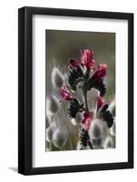 Narrow Leaved Buglossand Harestail Grass, Mochlos, Crete, Greece, April-Lilja-Framed Photographic Print