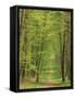 Narrow Path Through the Trees, Forest of Brotonne, Near Routout, Haute Normandie, France-Michael Busselle-Framed Stretched Canvas
