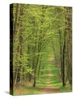 Narrow Path Through the Trees, Forest of Brotonne, Near Routout, Haute Normandie, France-Michael Busselle-Stretched Canvas