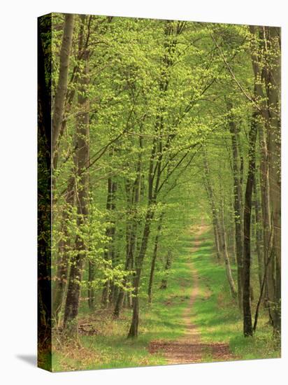 Narrow Path Through the Trees, Forest of Brotonne, Near Routout, Haute Normandie, France-Michael Busselle-Stretched Canvas