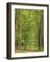 Narrow Path Through the Trees, Forest of Brotonne, Near Routout, Haute Normandie, France-Michael Busselle-Framed Photographic Print