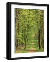 Narrow Path Through the Trees, Forest of Brotonne, Near Routout, Haute Normandie, France-Michael Busselle-Framed Photographic Print