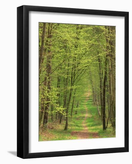 Narrow Path Through the Trees, Forest of Brotonne, Near Routout, Haute Normandie, France-Michael Busselle-Framed Photographic Print
