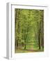 Narrow Path Through the Trees, Forest of Brotonne, Near Routout, Haute Normandie, France-Michael Busselle-Framed Photographic Print