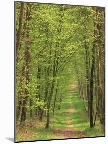 Narrow Path Through the Trees, Forest of Brotonne, Near Routout, Haute Normandie, France-Michael Busselle-Mounted Photographic Print