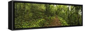 Narrow pathway with plenty of leaf litter leads through the Marustwa Forest, Bulwer, KwaZulu-Nat...-null-Framed Stretched Canvas