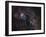 Narrowband Emission in Cygnus-Stocktrek Images-Framed Photographic Print