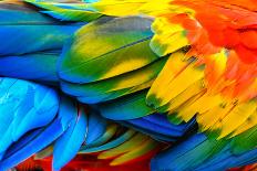 Close up of Scarlet Macaw Bird's Feathers-Narupon Nimpaiboon-Photographic Print