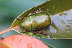 Drone Beetle-naruuy-Photographic Print