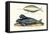 Narwhal, 1824-Karl Joseph Brodtmann-Framed Stretched Canvas