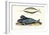 Narwhal, 1824-Karl Joseph Brodtmann-Framed Giclee Print