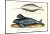 Narwhal, 1824-Karl Joseph Brodtmann-Mounted Giclee Print