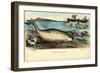 Narwhal, 1863-79-Raimundo Petraroja-Framed Giclee Print