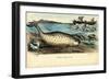 Narwhal, 1863-79-Raimundo Petraroja-Framed Giclee Print