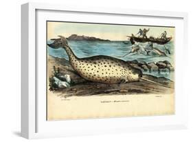 Narwhal, 1863-79-Raimundo Petraroja-Framed Giclee Print