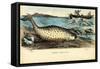 Narwhal, 1863-79-Raimundo Petraroja-Framed Stretched Canvas