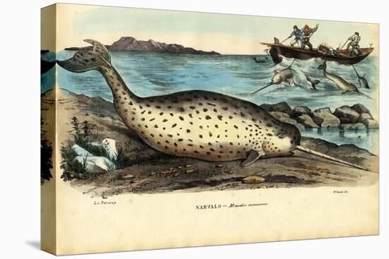 Narwhal, 1863-79-Raimundo Petraroja-Stretched Canvas