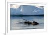 Narwhal (Monodon Monoceros) Showing Tusks Above Water Surface. Baffin Island, Nunavut, Canada-Eric Baccega-Framed Photographic Print