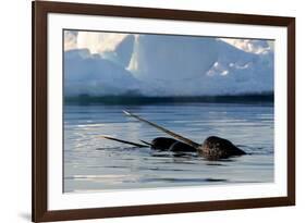 Narwhal (Monodon Monoceros) Showing Tusks Above Water Surface. Baffin Island, Nunavut, Canada-Eric Baccega-Framed Photographic Print