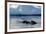 Narwhal (Monodon Monoceros) Showing Tusks Above Water Surface. Baffin Island, Nunavut, Canada-Eric Baccega-Framed Photographic Print