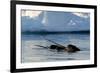 Narwhal (Monodon Monoceros) Showing Tusks Above Water Surface. Baffin Island, Nunavut, Canada-Eric Baccega-Framed Photographic Print