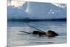 Narwhal (Monodon Monoceros) Showing Tusks Above Water Surface. Baffin Island, Nunavut, Canada-Eric Baccega-Mounted Photographic Print