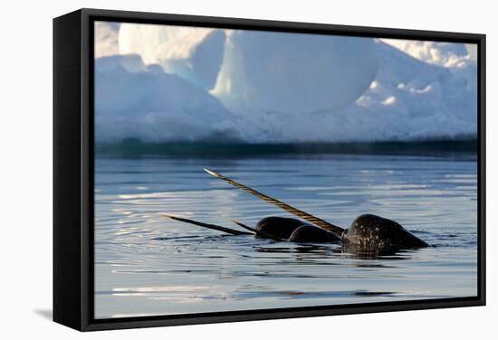 Narwhal (Monodon Monoceros) Showing Tusks Above Water Surface. Baffin Island, Nunavut, Canada-Eric Baccega-Framed Stretched Canvas