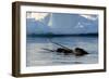 Narwhal (Monodon Monoceros) Showing Tusks Above Water Surface. Baffin Island, Nunavut, Canada-Eric Baccega-Framed Photographic Print