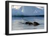 Narwhal (Monodon Monoceros) Showing Tusks Above Water Surface. Baffin Island, Nunavut, Canada-Eric Baccega-Framed Photographic Print