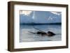 Narwhal (Monodon Monoceros) Showing Tusks Above Water Surface. Baffin Island, Nunavut, Canada-Eric Baccega-Framed Photographic Print