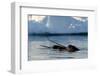 Narwhal (Monodon Monoceros) Showing Tusks Above Water Surface. Baffin Island, Nunavut, Canada-Eric Baccega-Framed Photographic Print