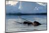 Narwhal (Monodon Monoceros) Showing Tusks Above Water Surface. Baffin Island, Nunavut, Canada-Eric Baccega-Mounted Photographic Print