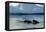 Narwhal (Monodon Monoceros) Showing Tusks Above Water Surface. Baffin Island, Nunavut, Canada-Eric Baccega-Framed Stretched Canvas