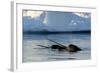 Narwhal (Monodon Monoceros) Showing Tusks Above Water Surface. Baffin Island, Nunavut, Canada-Eric Baccega-Framed Photographic Print