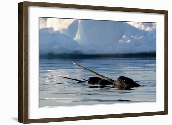 Narwhal (Monodon Monoceros) Showing Tusks Above Water Surface. Baffin Island, Nunavut, Canada-Eric Baccega-Framed Photographic Print