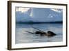 Narwhal (Monodon Monoceros) Showing Tusks Above Water Surface. Baffin Island, Nunavut, Canada-Eric Baccega-Framed Photographic Print