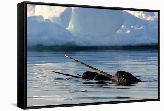 Narwhal (Monodon Monoceros) Showing Tusks Above Water Surface. Baffin Island, Nunavut, Canada-Eric Baccega-Framed Stretched Canvas